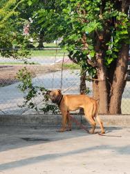 Found/Stray Male Dog last seen Krispy kreme high point & library & main street, High Point, NC 27262