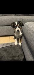 Reunited Female Dog last seen Princeton & Luna, Victorville, CA 92392