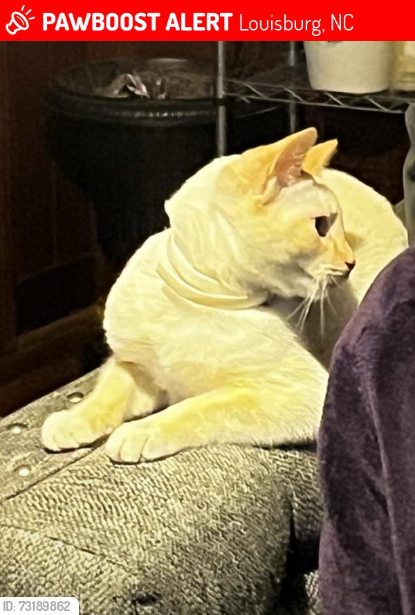 Lost Male Cat last seen N. MAIN ST. Louisburg, Louisburg, NC 27549