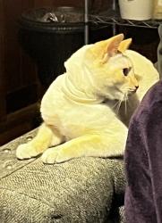 Lost Male Cat last seen N. MAIN ST. Louisburg, Louisburg, NC 27549