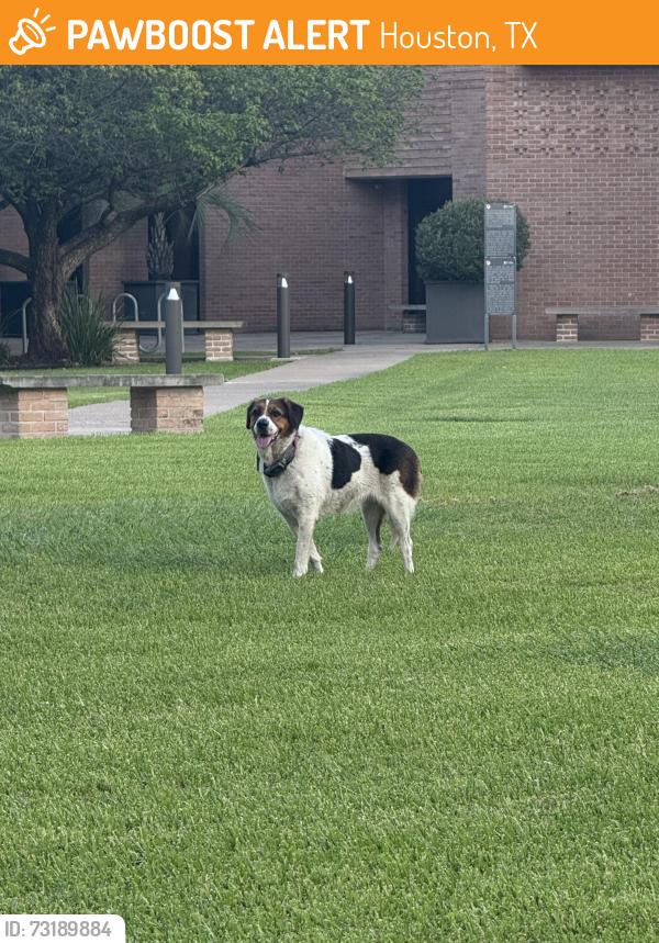 Found/Stray Unknown Dog last seen Saint Phillips Presbyterian Church, Houston, TX 77056