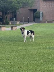 Found/Stray Unknown Dog last seen Saint Phillips Presbyterian Church, Houston, TX 77056