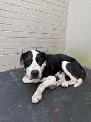 Found/Stray Male Dog last seen Near Lake Street, Macon, GA 31204