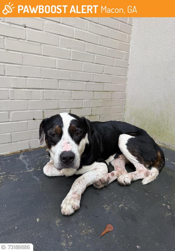 Found/Stray Male Dog last seen Near Lake Street, Macon, GA 31204