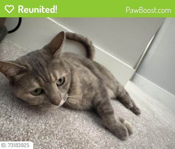 Reunited Female Cat last seen Bay drive, Sudbury ma, Sudbury, MA 01776