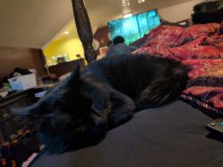 Reunited Male Cat last seen Main and Linwood, Kansas City, MO 64111