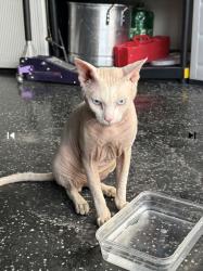 Reunited Male Cat last seen Gaster Ave, North Las Vegas, NV 89081