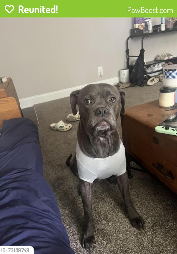 Reunited Male Dog last seen Fleetwood Ave and E Northern Pkwy, Baltimore, MD 21206