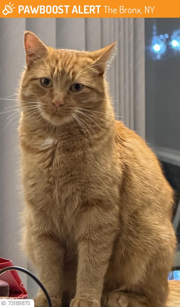 Found/Stray Male Cat last seen Revere and Lafayette, The Bronx, NY 10465