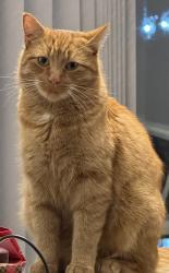 Found/Stray Male Cat last seen Revere and Lafayette, The Bronx, NY 10465