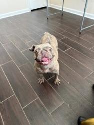 Reunited Female Dog last seen Downey Violet Ln, Greensbrook Place, TX 77044