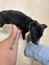 Found/Stray Male Dog last seen Off garland exit in fayetville, Fayetteville, AR 72704