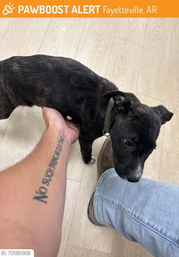 Found/Stray Male Dog last seen Off garland exit in fayetville, Fayetteville, AR 72704