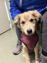 Reunited Female Dog last seen Near 2nd Ave S Saint Petersburg FL 33711, St. Petersburg, FL 33711