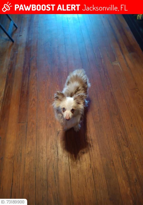 Lost Male Dog last seen 60th st & Elwood, Jacksonville, FL 32208