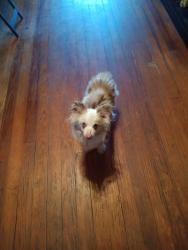 Lost Male Dog last seen 60th st & Elwood, Jacksonville, FL 32208
