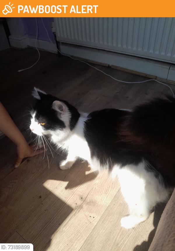 Found/Stray Male Cat last seen Ash road, Luton, England LU1 3HG
