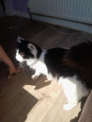 Found/Stray Male Cat last seen Ash road, Luton, England LU1 3HG