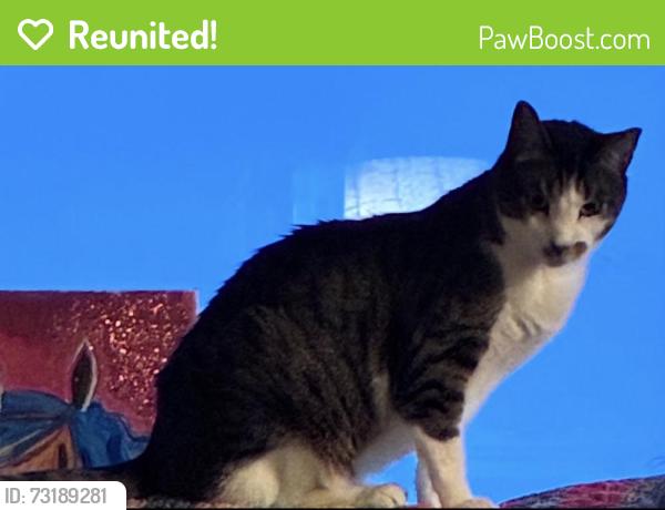 Reunited Male Cat last seen Skyline and Roslyn Ct., Daly City, CA 94015