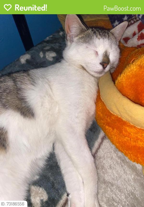 Reunited Female Cat last seen Severn, Severn, MD 21144