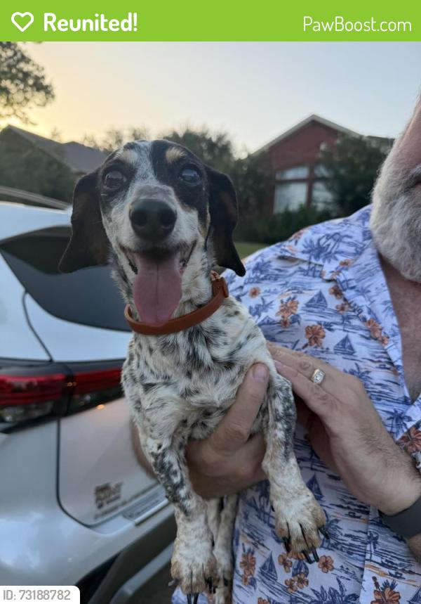 Reunited Female Dog last seen Dickens lane, allen, Texas, Allen, TX 75002