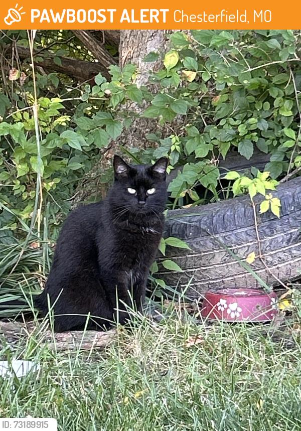 Found/Stray Unknown Cat last seen Highcroft, Chesterfield, MO 63017