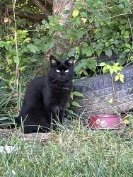 Found/Stray Unknown Cat last seen Highcroft, Chesterfield, MO 63017