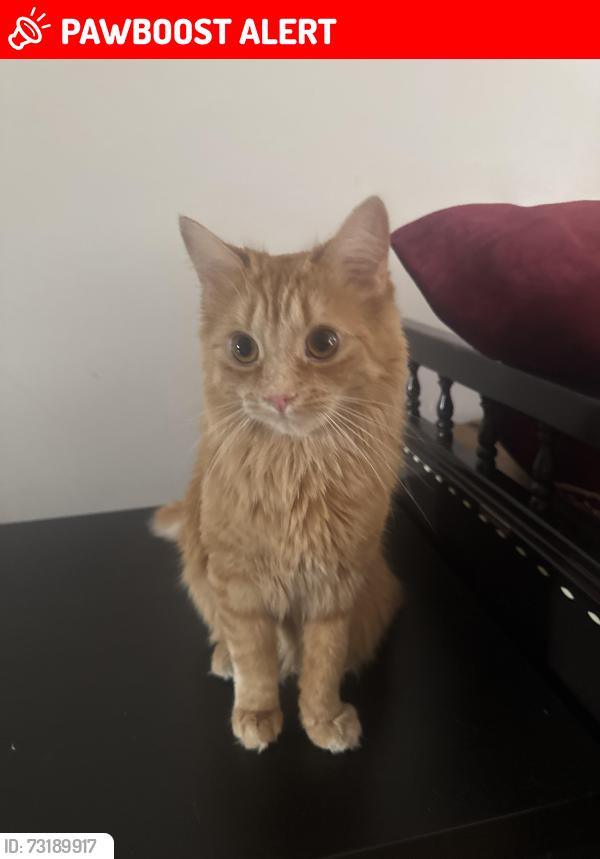 Lost Female Cat last seen Near my yard, 105th apmt of the building., Westmount, QC H3Z 1V9