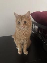 Lost Female Cat last seen Near my yard, 105th apmt of the building., Westmount, QC H3Z 1V9