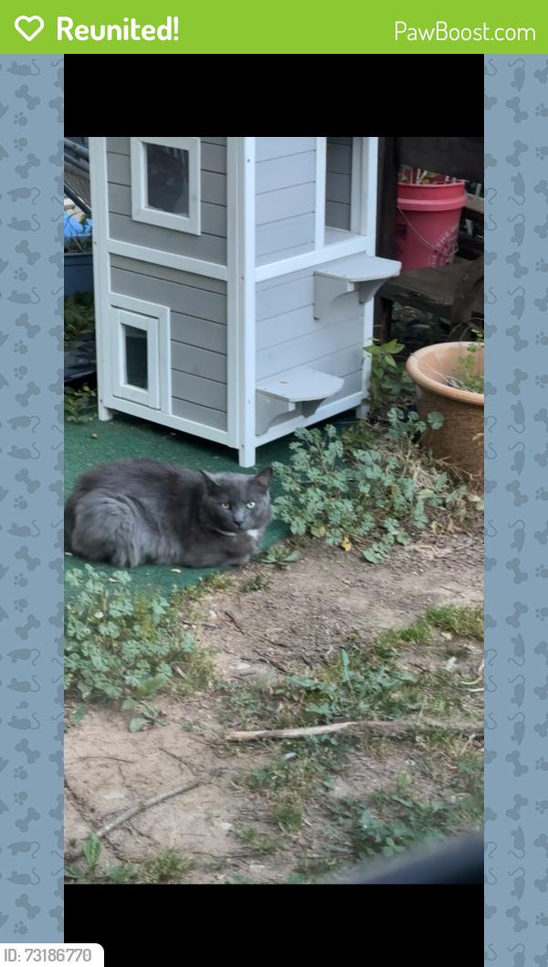 Reunited Male Cat last seen Moreland drive, fort Henry drive., Colonial Heights, TN 37663