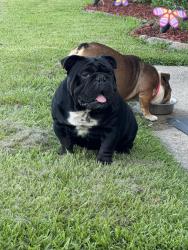Lost Male Dog last seen Robert Rd Hammond La, Tangipahoa Parish, LA 70401