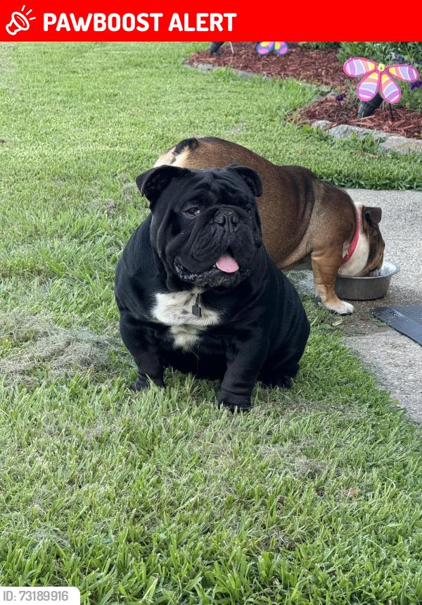 Lost Male Dog last seen Robert Rd Hammond La, Tangipahoa Parish, LA 70401