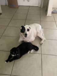 Lost Male Cat last seen Oak hurst, Broken Arrow, OK 74012