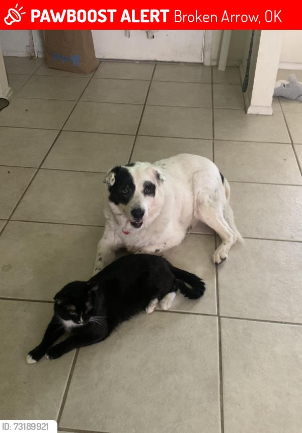 Lost Male Cat last seen Oak hurst, Broken Arrow, OK 74012