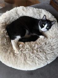 Reunited Male Cat last seen Garrigus Court Wolcott, CT, Wolcott, CT 06716