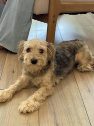 Found/Stray Female Dog last seen Eldridge and Memorial, Houston, TX 77079