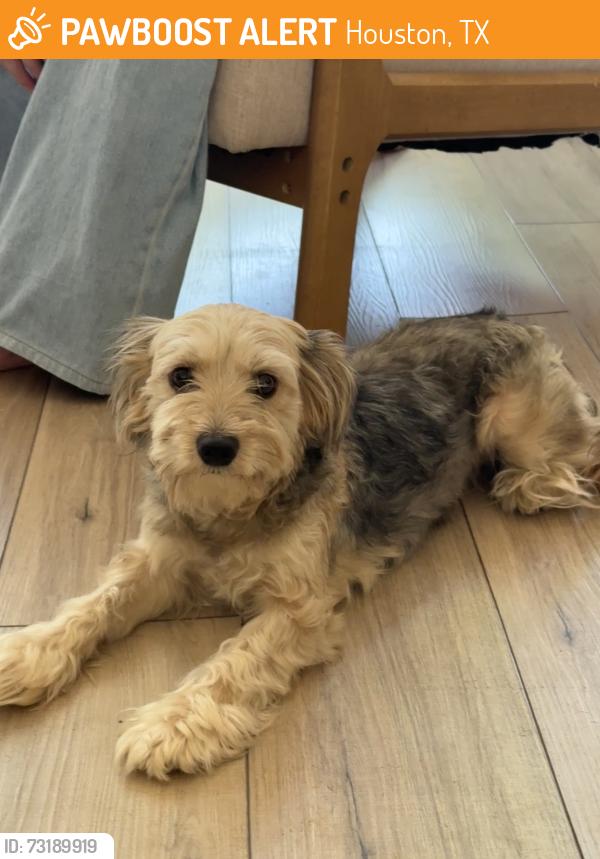Found/Stray Female Dog last seen Eldridge and Memorial, Houston, TX 77079