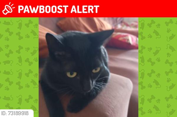 Lost Female Cat last seen Rua Vitor Costa, 609, Bosque da Saúde, SP 