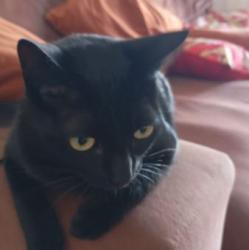 Lost Female Cat last seen Rua Vitor Costa, 609, Bosque da Saúde, SP 