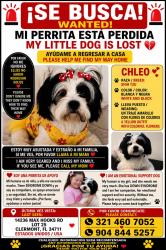 Lost Female Dog last seen Near Max hoot rd, Lake County, FL 34711