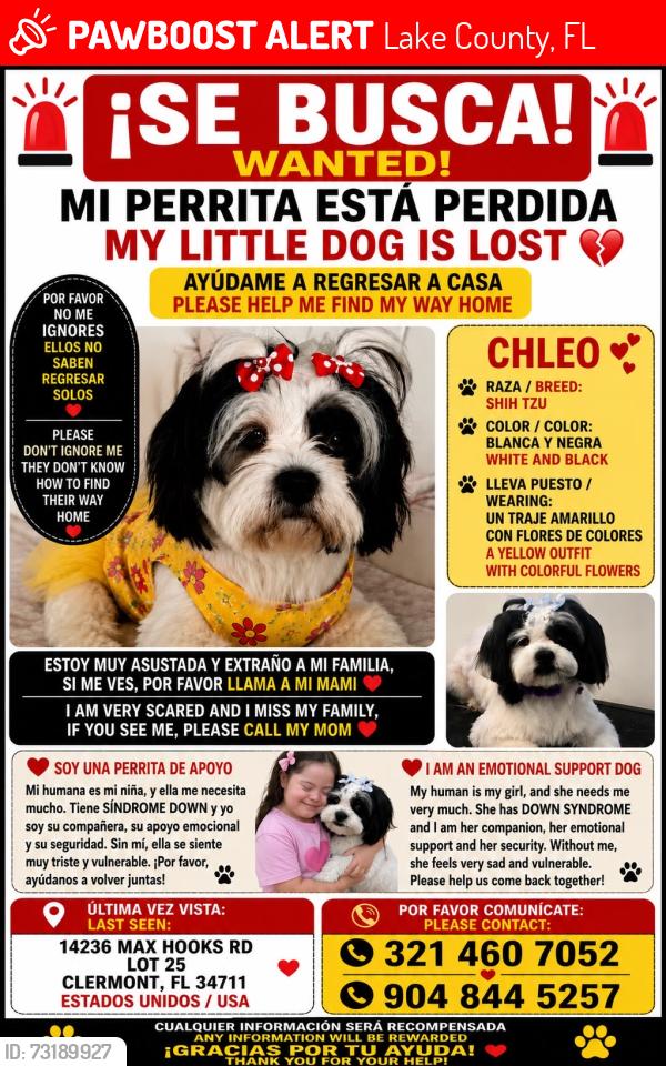 Lost Female Dog last seen Near Max hoot rd, Lake County, FL 34711