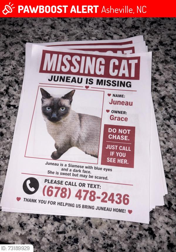 Lost Female Cat last seen Birch hill apmts, Asheville, NC 28806