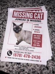 Lost Female Cat last seen Birch hill apmts, Asheville, NC 28806