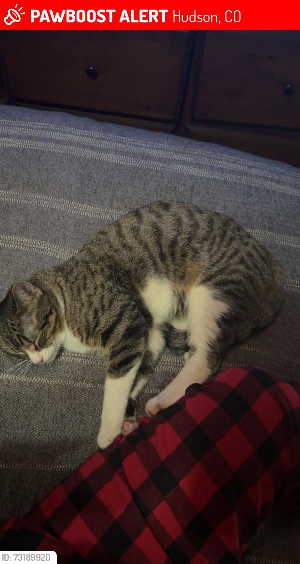 Lost Male Cat last seen CR 49 and 22, Hudson, CO 80642