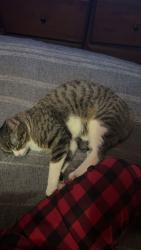 Lost Male Cat last seen CR 49 and 22, Hudson, CO 80642