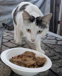 Reunited Male Cat last seen Cherryland- Blossom way, Cherry way, montgomery st. Or Western blvd, Hayward, CA 94541