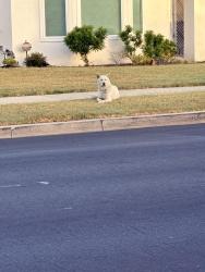 Reunited Unknown Dog last seen Coliseum and degnan blvd, Los Angeles, CA 90008