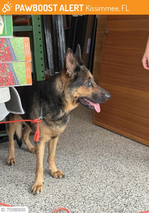 Found/Stray Female Dog last seen West View community in Kissimmee, Kissimmee, FL 34758