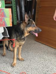 Found/Stray Female Dog last seen West View community in Kissimmee, Kissimmee, FL 34758