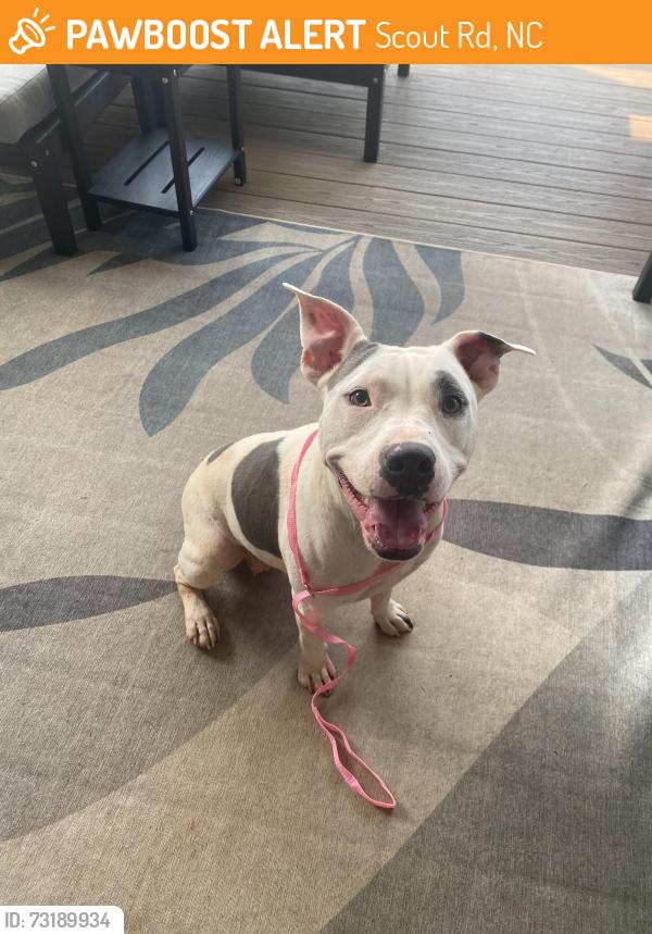 Found/Stray Female Dog last seen Off Hwy 8 near the Wilderness Boat Slip, Scout Rd, NC 27292
